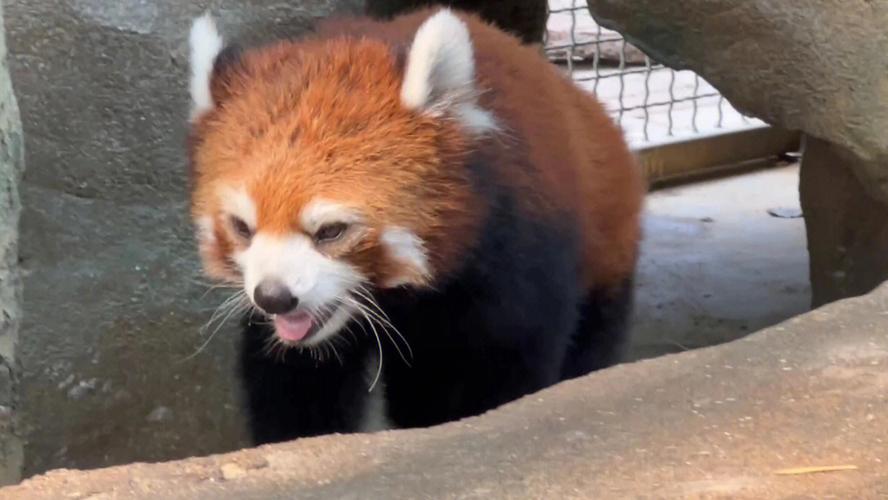 可爱的动物合集北京野生动物园一日游