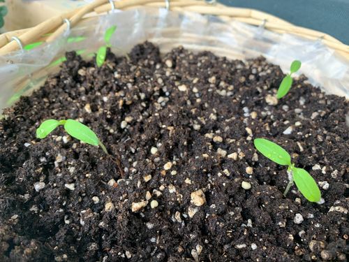 此后每一天,小番茄的嫩苗一点点舒展开来,播下的四颗种子也全部发芽.