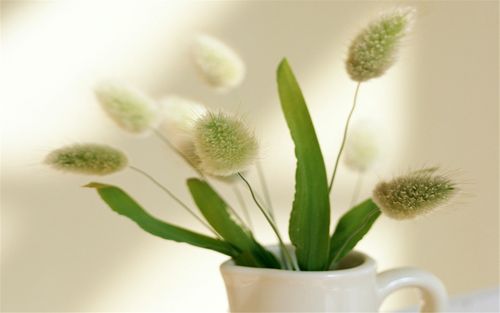 小清新绿色植物花卉高清电脑壁纸图片第二辑