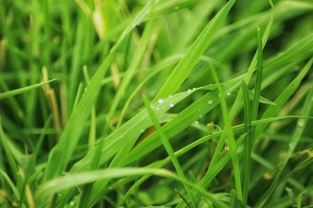 碧绿的叶碧绿的小草在夏天与水滴合拢.柔和模糊的概念照片