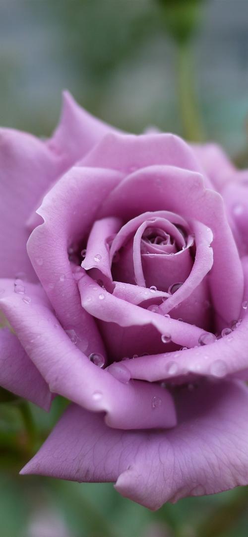 淡紫色玫瑰,花瓣,水滴 1125x2436 iphone xs/x 壁纸,图片,背景,照片