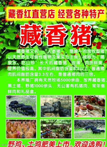 藏香猪宣传页