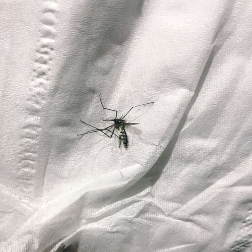 晚上用纸拍死一只可恶的蚊子瞥了它一眼