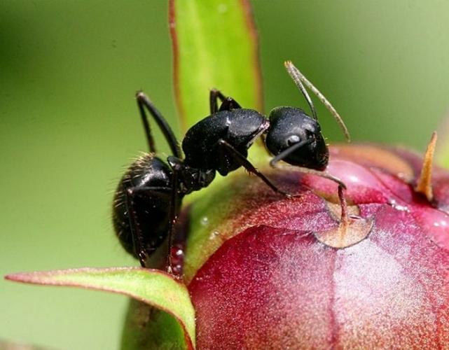 你也为花盆中的蚂蚁所困惑吗?