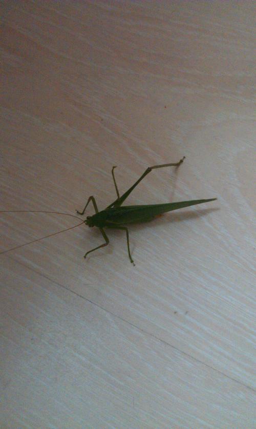 小时候见过这昆虫,到不知道叫啥名字,肯定不是蚱蜢啊,蝗虫啊,有谁知道