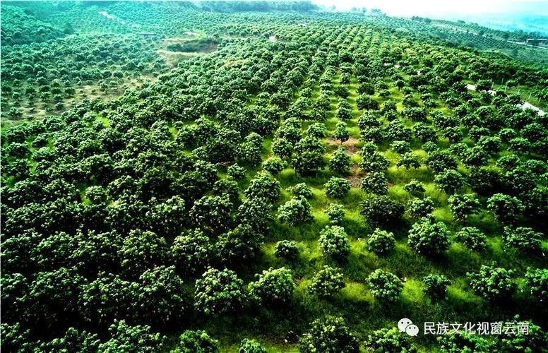 金沙江畔奏响绿色金曲——华坪县打造芒果之乡纪实_种植
