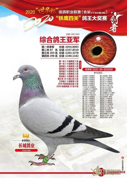 中国军用鸽