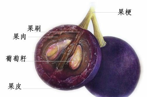 二,葡萄结构与作用