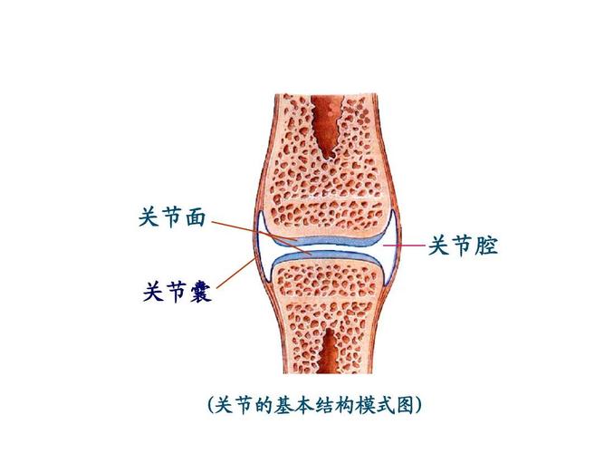 关节囊分为两层,外层为纤维层,内层为滑膜层.