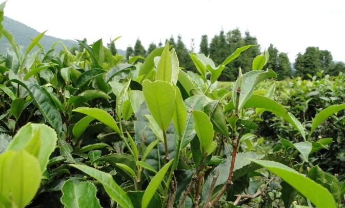 茶树的品种与图片绿茶品种