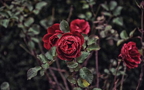 壁纸 红玫瑰,鲜花,露水 3840x2160 uhd 4k 高清壁纸, 图片, 照片