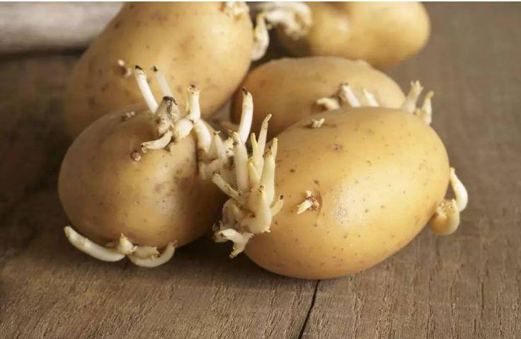 马铃薯发芽的地方含有以下哪种有毒成分