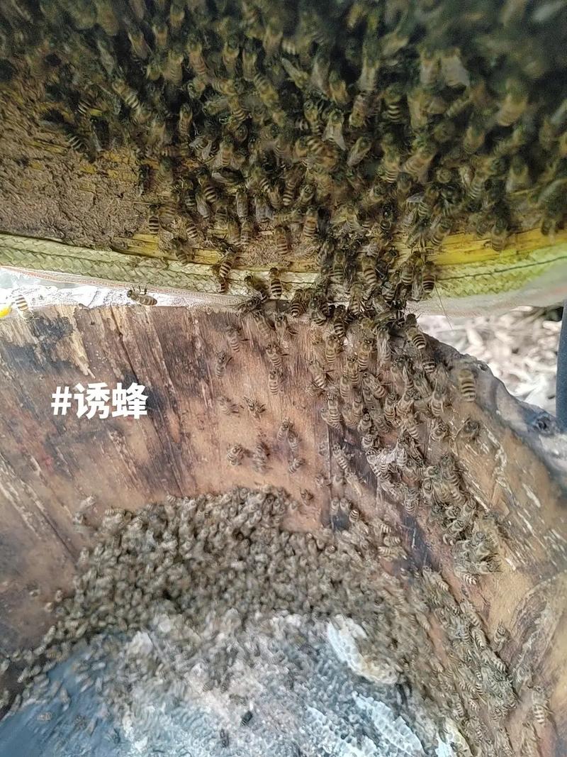 中蜂养殖诱蜂顾名思义 - 抖音