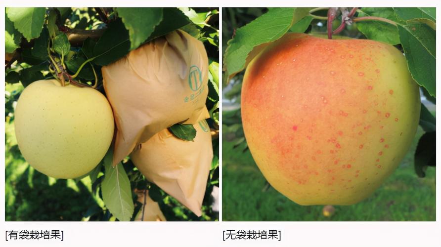 日本产量第二高的苹果品种