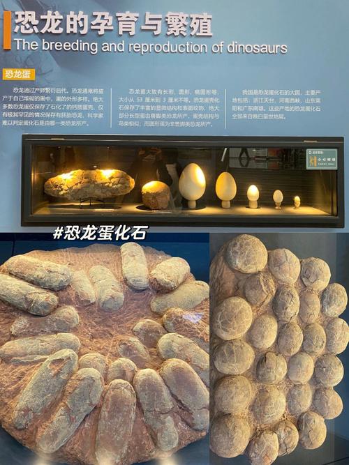 研学南京亲子地理古生物博物馆