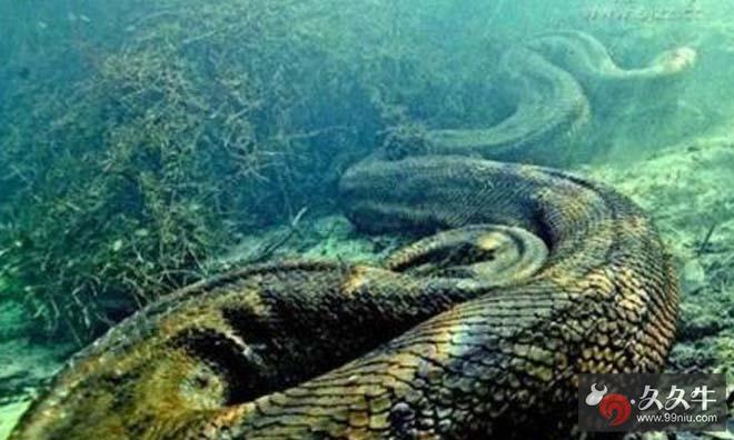 阳澄湖大水蛇虽然不一定真实存在,不过确实存在一些惊悚的大蟒蛇图片