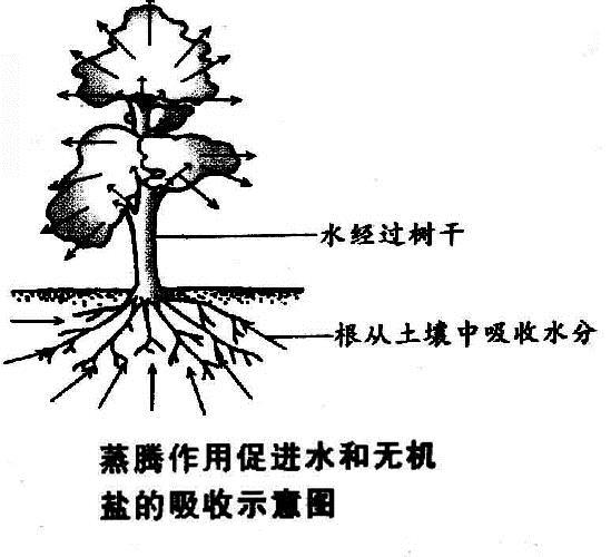 初中生物知识点:植物蒸腾作用的概念,过程和意义