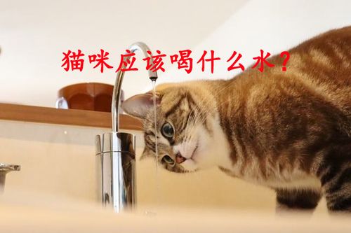 猫可以喝自来水吗