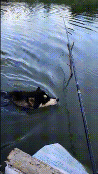 狗子,我这可是在钓鱼,不是在钓哈呀!