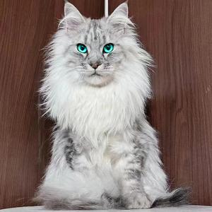 纯种缅因猫幼猫银虎斑狮子长毛烟灰黑库恩俄罗斯血统宠物活体猫咪