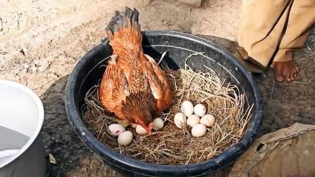 看母鸡孵化小鸡全过程, 大部分人没亲眼见过-搞笑-高清完整正版视频