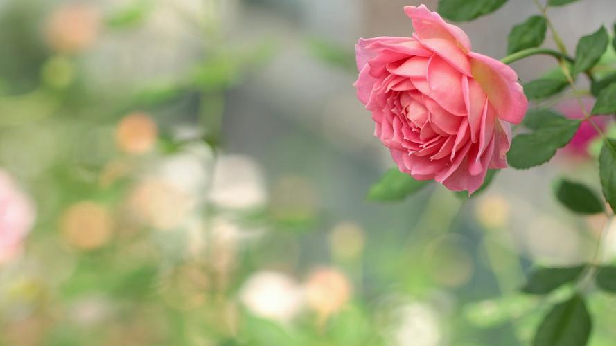七夕雍容华贵的玫瑰花,植物,唯美,清新,爱情