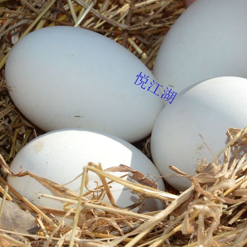 悦江湖大三花鹅蛋种蛋受精蛋可孵化五龙鹅种鹅蛋四季鹅泰州鹅 三花鹅