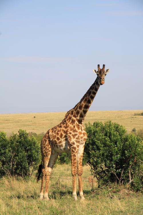 世界最高动物长颈鹿图片第7张