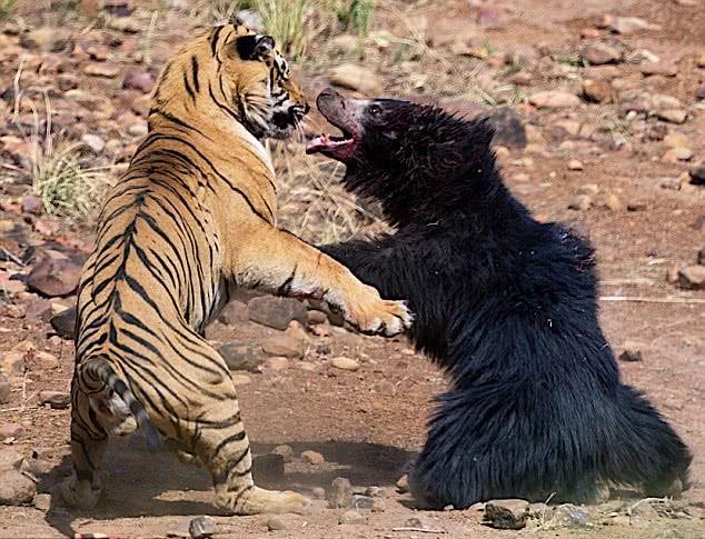 老虎大战黑熊的珍贵画面被拍下,这场世纪大战,谁能笑到最后?