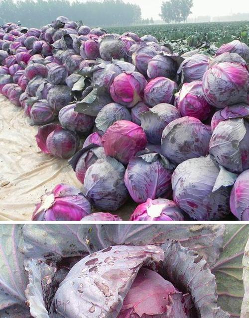 紫甘蓝种子 紫色包菜种籽 大头菜 洋白菜 特色蔬菜种子四季 紫云 日本