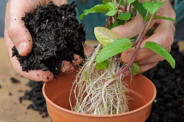用一个根系就能繁殖一大盆的植物,当然要数铜钱草了.