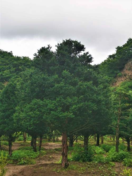 红豆杉树是国家一级保护植物吗
