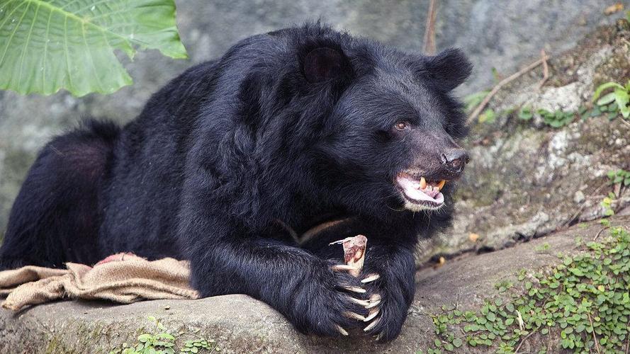 五,台湾黑熊在美洲大陆上非常多的一种黑熊,普通民众只要上山都能看到