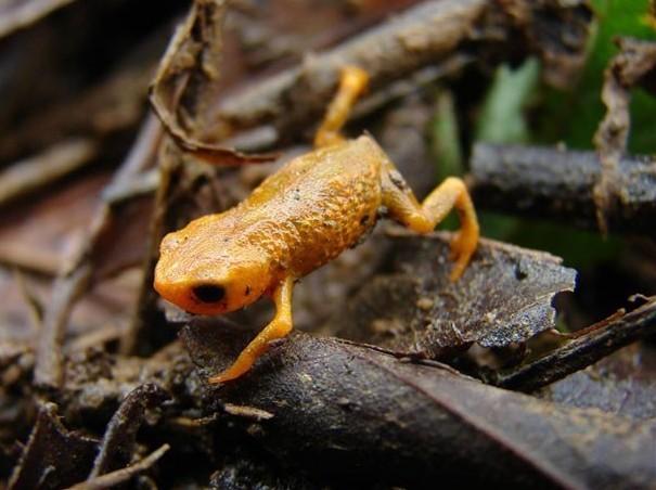 科学家在巴西境内发现体形微小的新物种青蛙,长着奇特的三个脚趾