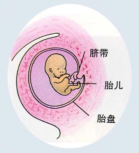 胎盘与胎儿