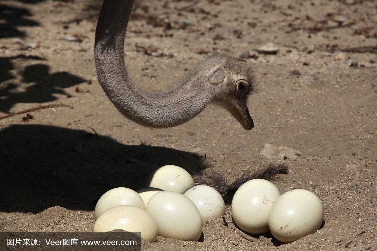 鸵鸟(struthio camelus)在巢中检查它的蛋.