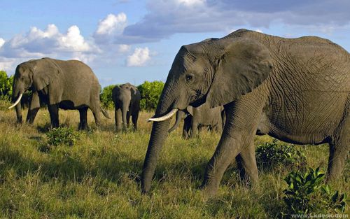 大象是目前陆地上最大的哺乳动物,属于群居性动物,以家族为单位,由