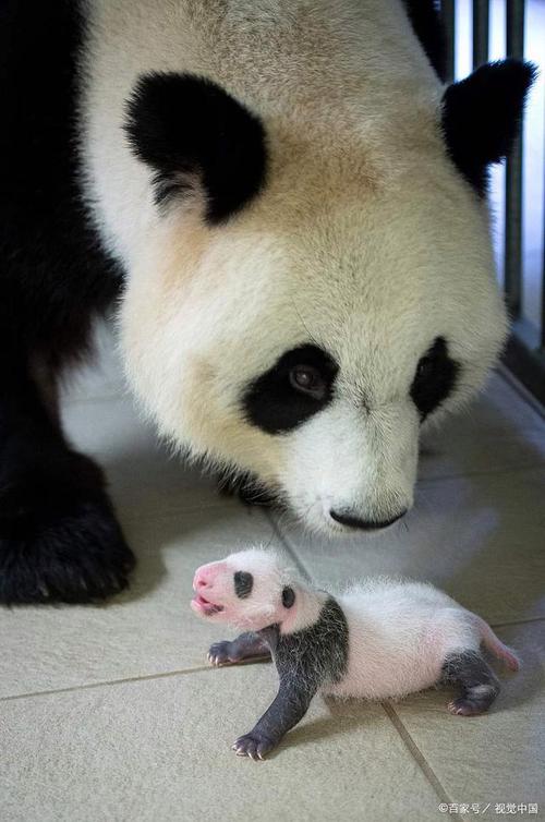 熊猫爸爸为什么不能见宝宝?