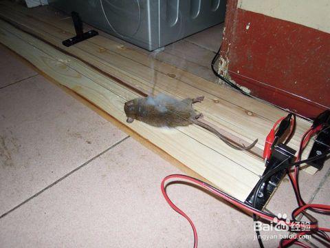 怎么弄死老鼠方法