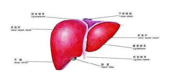 人体肝脏解剖示意图人体解剖图