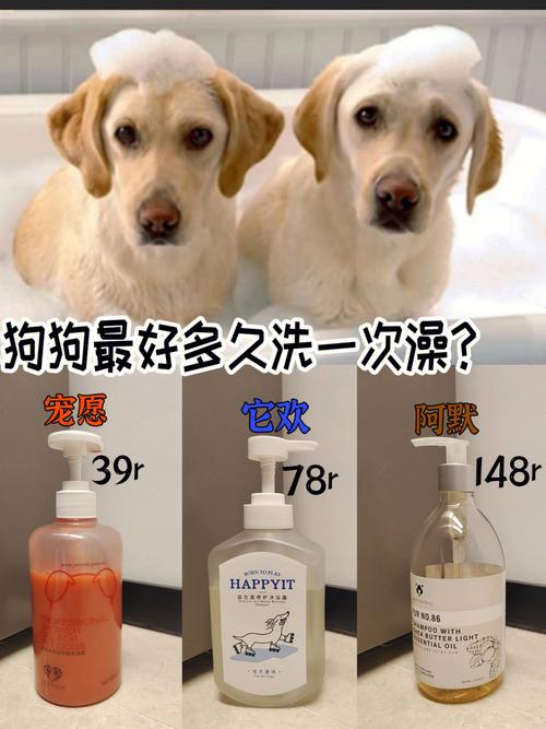 狗狗洗澡的频率是狗狗卫生情况以及运动情况的还有它生活地方的卫生