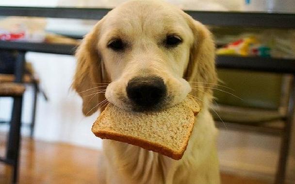 狗狗可以吃面包吗?什么样的面包种类适合它们?这又有怎样的影响