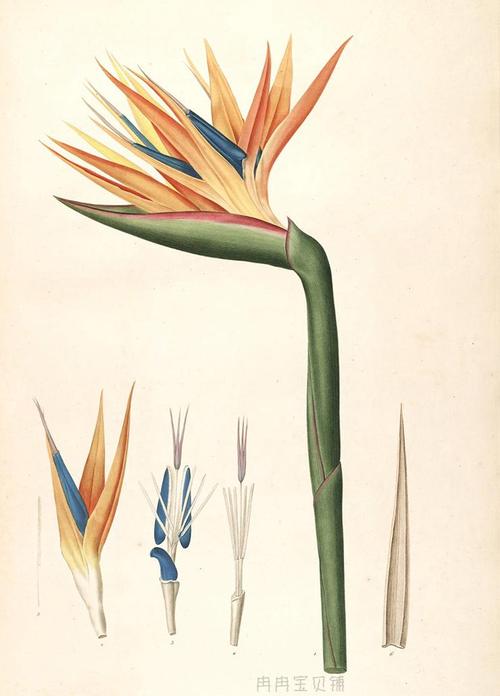 欧美复古 花卉花朵植物插图 手绘插画彩绘 绘画设计素材