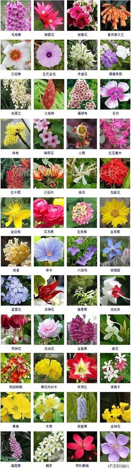 花的名字和图片 所有花的名字图片大全 那天所看见的花的名字叫什么
