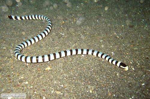 giant banded sea krait中名:巨环海蛇学名:laticauda colubrina分布
