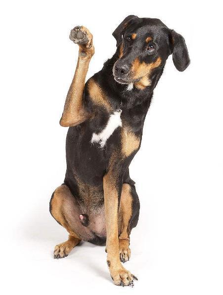多伯曼平犬,一种与生俱来的高贵气质,像一个贵族