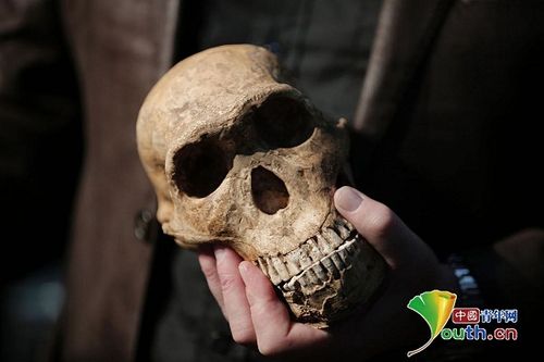 南非发现新人种遗骸 或改变人类对祖先进化认知