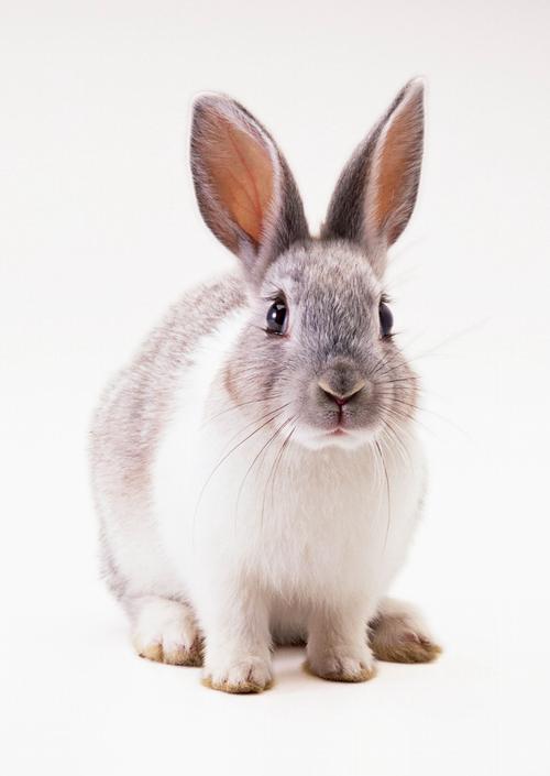 有的兔子的尾巴为什么是长的?
