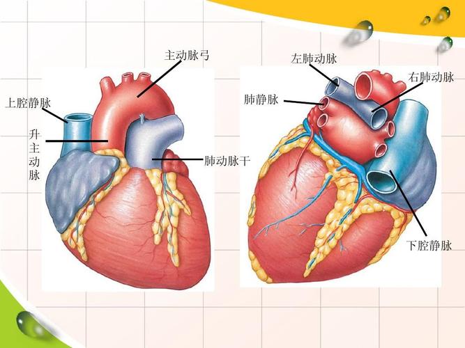 动脉导管未闭是主动脉向肺动脉分流