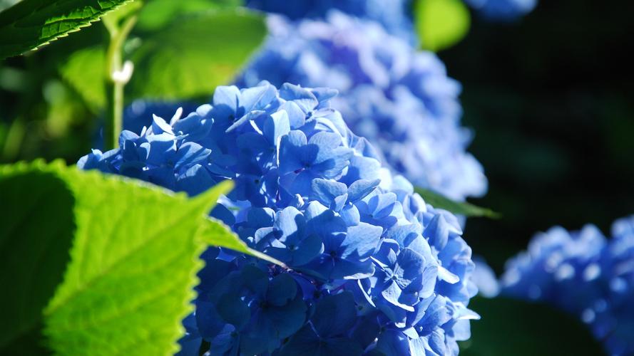 蓝色绣球花,花瓣,草 iphone 壁纸